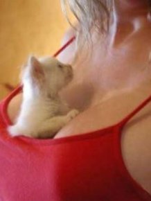 Cats in big cleavages