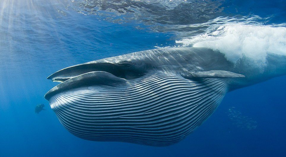 Diver Narrowly Avoids a Collision with a Giant Whale | Others
