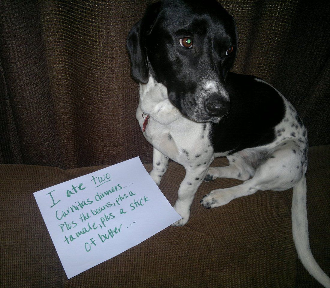 Bad Dogs Publicly Shamed | Animals1100 x 960
