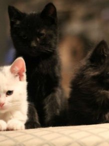 Cats Caught Staring