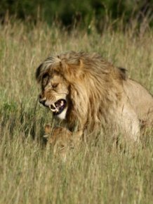 Lions Making Love