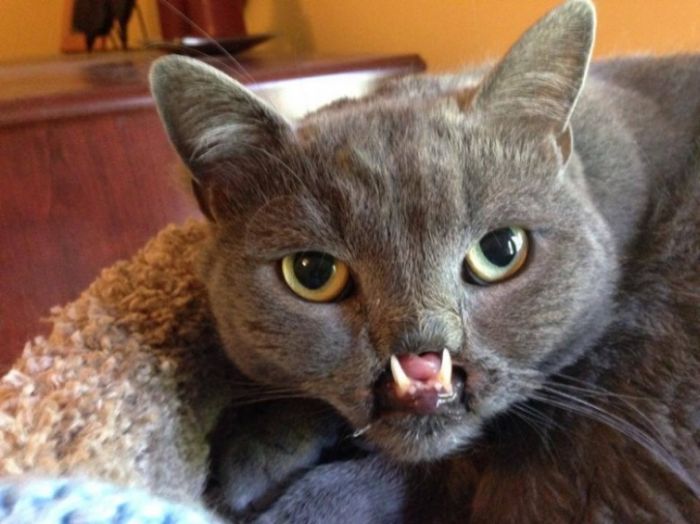 Meet Lazarus The Cat Without A Nose | Animals