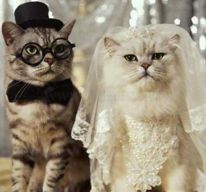 Animal Wedding Pics