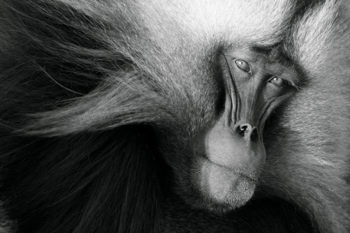 National Geographic Photo Contest 2011