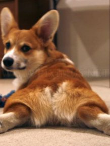 Photos Of Corgi Butts 