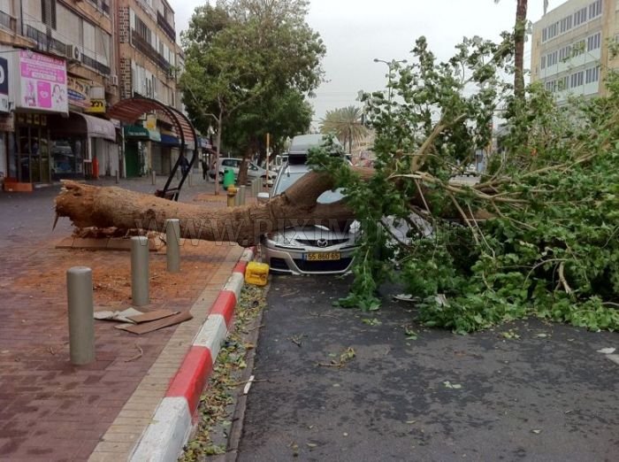 Tree destroys car