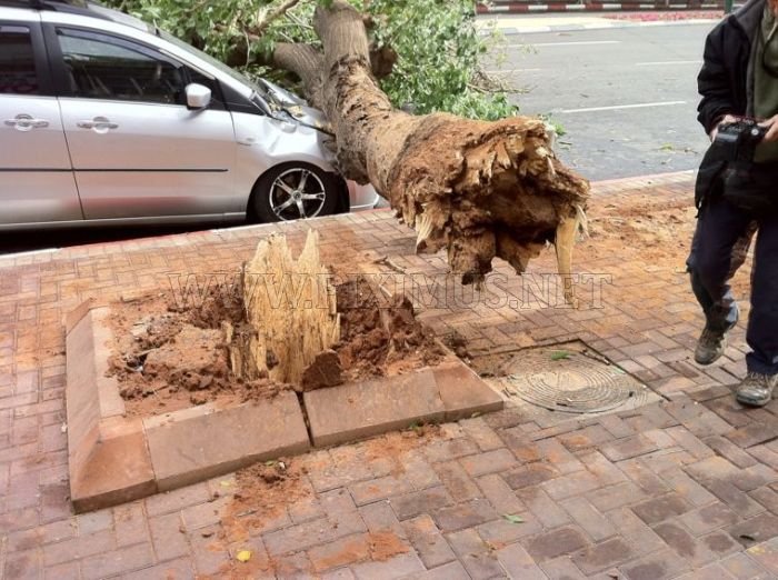 Tree destroys car
