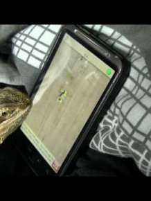 Bearded Dragon playing Ant Crusher