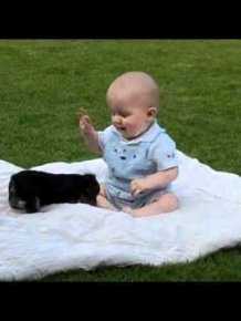 Yorkie Puppie vs Baby