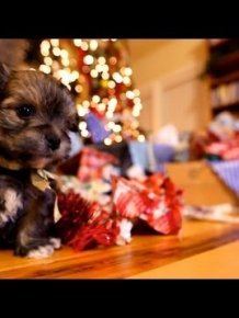 Puppy Christmas