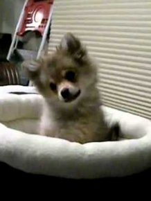 Puppy Baby Wolf Howl