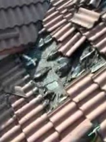 Roof Invested With Bats