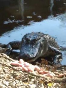 Cat vs. Alligator
