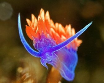 Beautiful Sea Creatures 