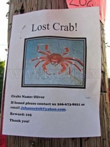 Funniest Lost & Found Pet Signs 