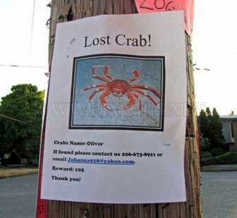 Funniest Lost & Found Pet Signs 