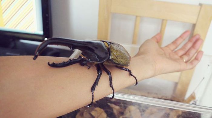The Life of a Hercules Beetle