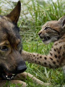 Dog Adopts Three Lynx Cubs 