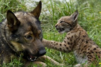 Dog Adopts Three Lynx Cubs 