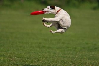 Dogs catching frisbees
