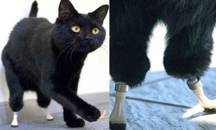 Cat with Prosthetic Legs