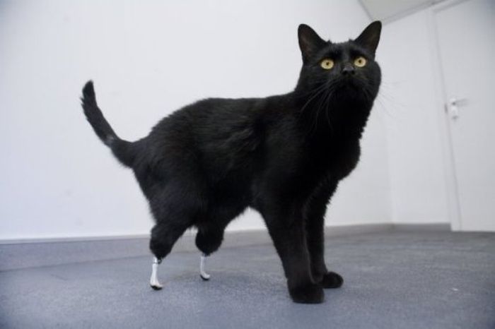 Cat with Prosthetic Legs