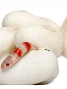 Baby Milk Snake Hatches from Egg