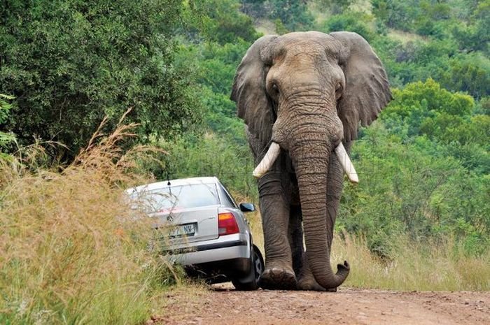 Never Overtake an Elephant 
