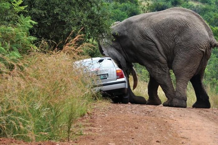 Never Overtake an Elephant 