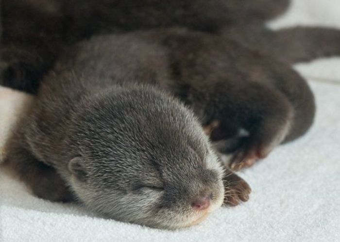Adorable Baby Otters
