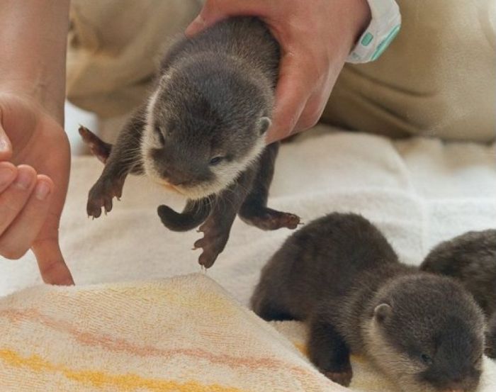 Adorable Baby Otters