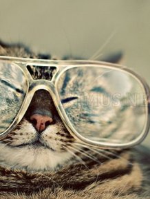 Cats Wearing Glasses 