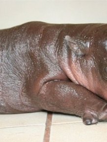 6-Day-Old Hipopotamus