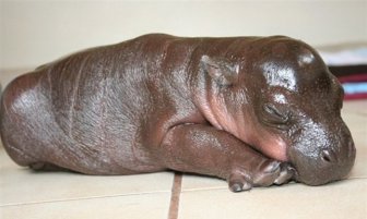 6-Day-Old Hipopotamus
