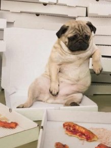 Dogs Eating Pizza