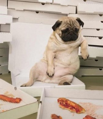 Dogs Eating Pizza