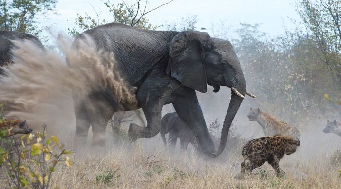 Elephant vs. Hyenas