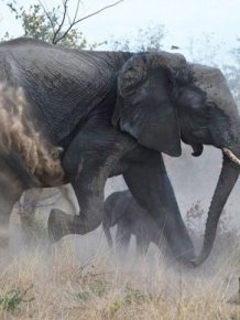 Elephant vs. Hyenas