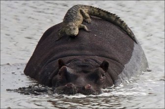 Crocodile Riding Hippo