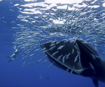 Diver Narrowly Avoids a Collision with a Giant Whale 