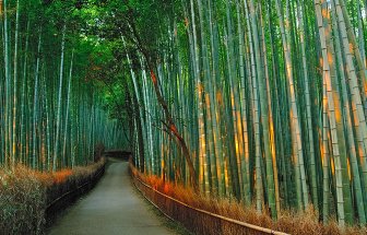 Bamboo corridor in the mountain Kyoto