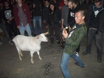 Goat Jamming to Punk Rock 