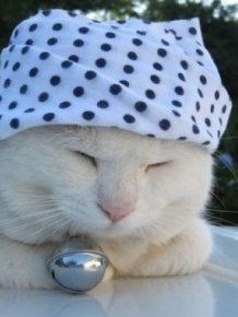 The Most Relaxed Cat in the World Showing Spring Trends