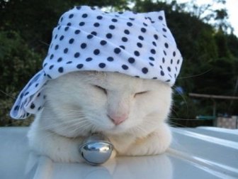 The Most Relaxed Cat in the World Showing Spring Trends