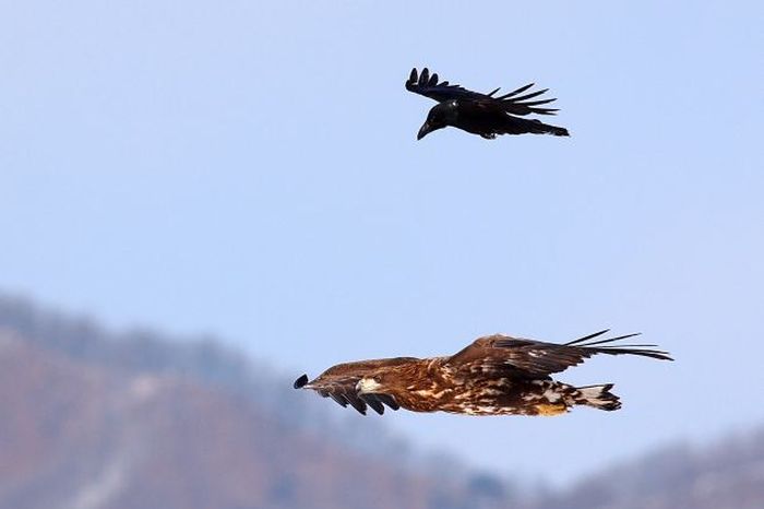 Crow Riding an Eagle