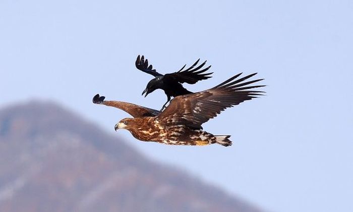 Crow Riding an Eagle