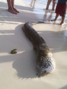 Moray Eel Killed by a Pufferish