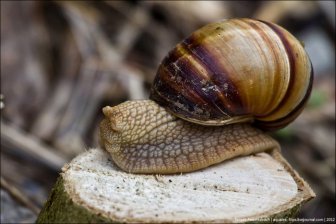 How snails do it