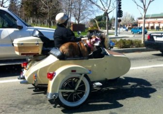 Pets love bikes