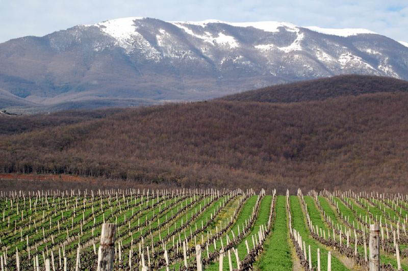 Most beautiful vineyards of the World